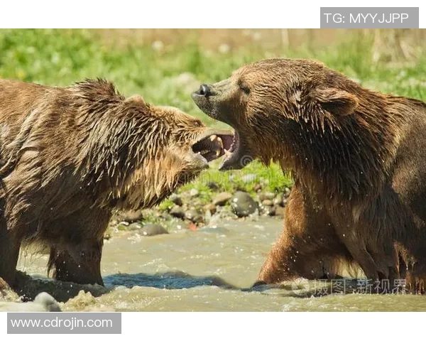 灰熊栖息地与生态保护现状探讨及未来发展前景分析